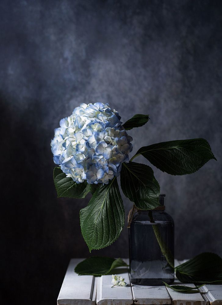 Фотография автора Алина Ланкина