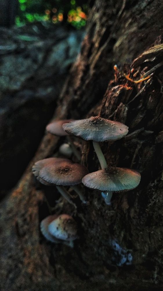 Photograph by Bibekanand Rana