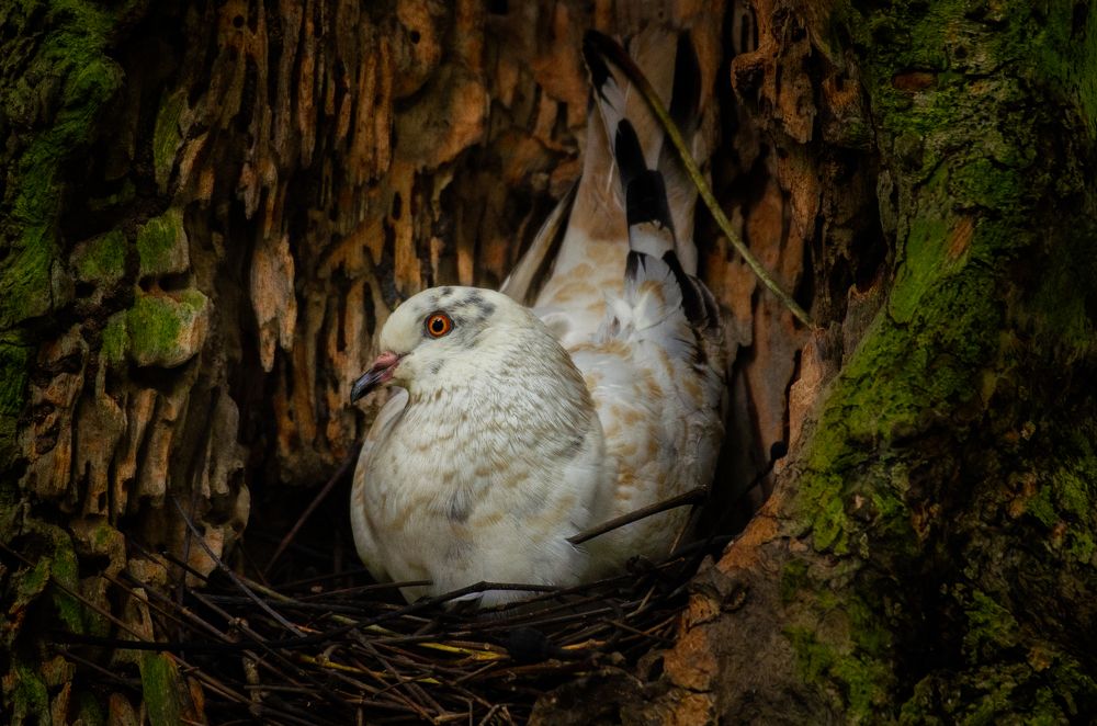 Rock Pigeon nesting in the Wild