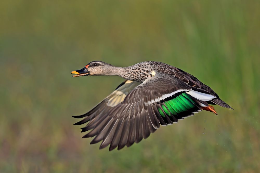 Photograph by Yuwaraj Gurjar