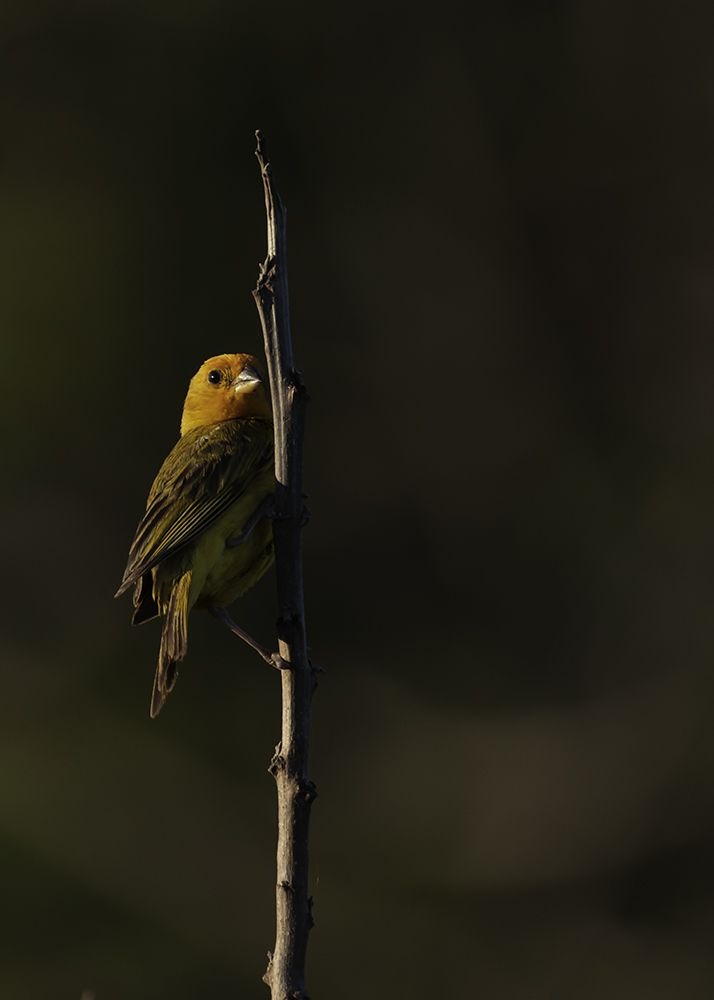 Photograph by Aparecido Donizete de Miranda