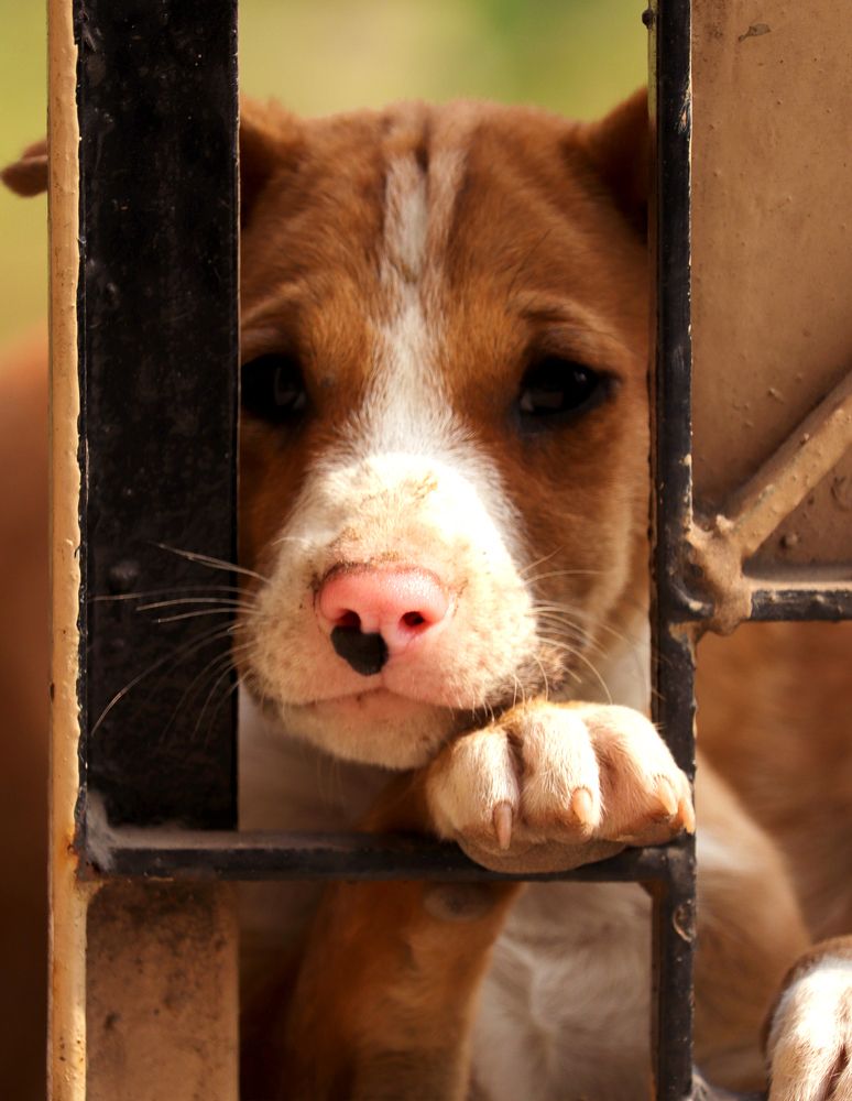 Photograph by Soumyajit Dutta