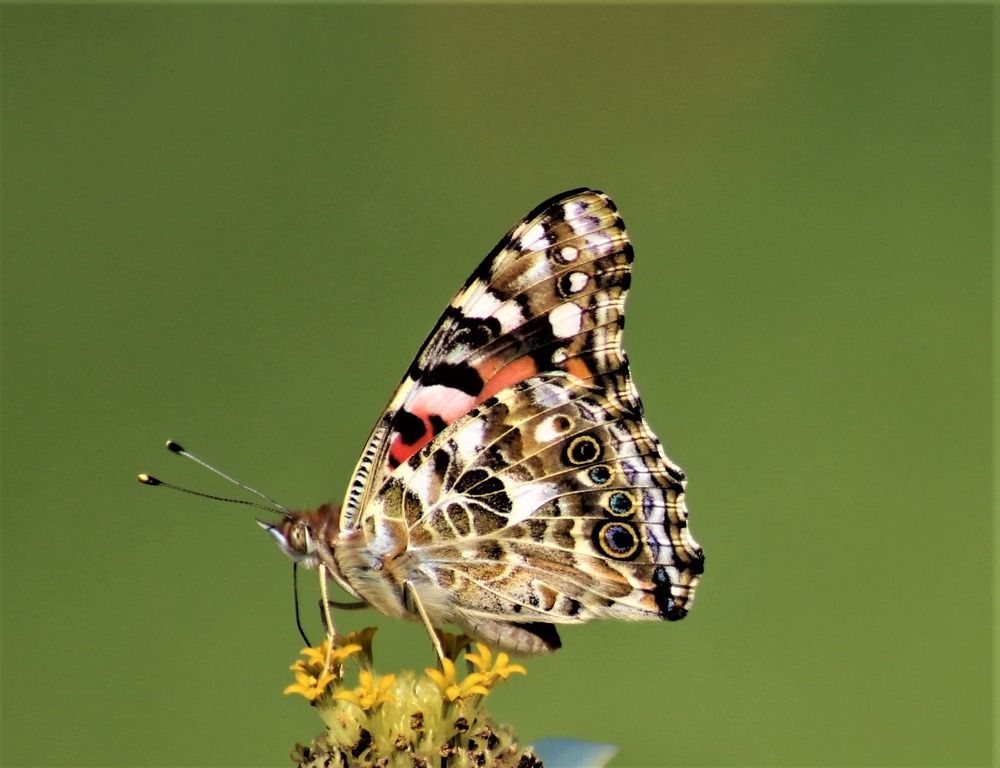 Painted Lady Butterfly