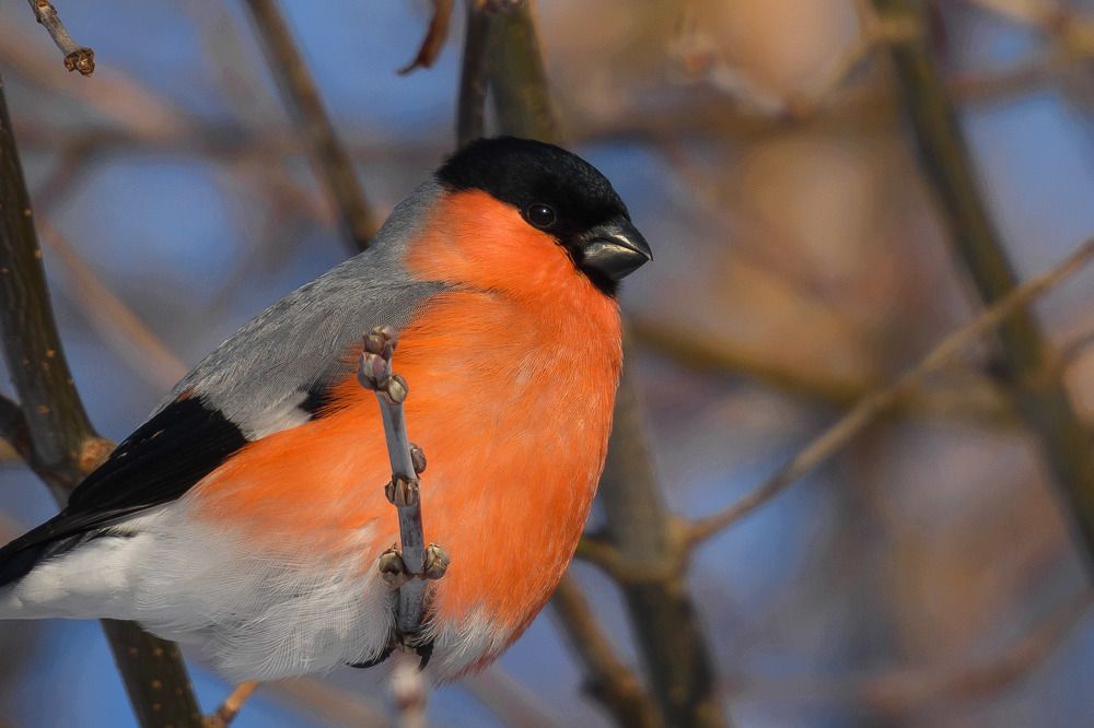 Зимний птах