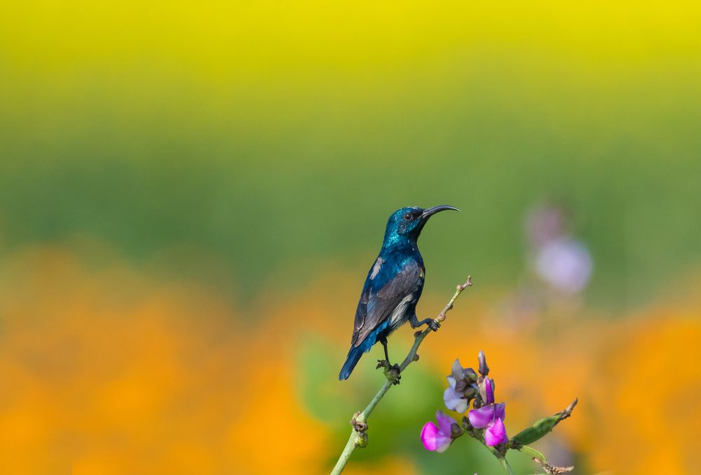 Purple Sunbird