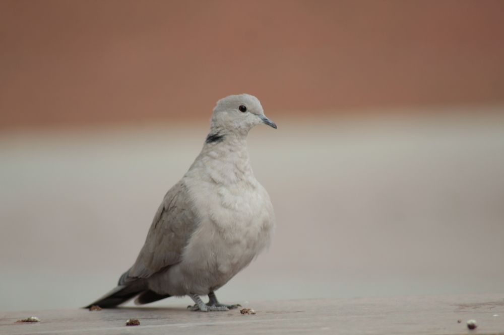 Голубь и горлица