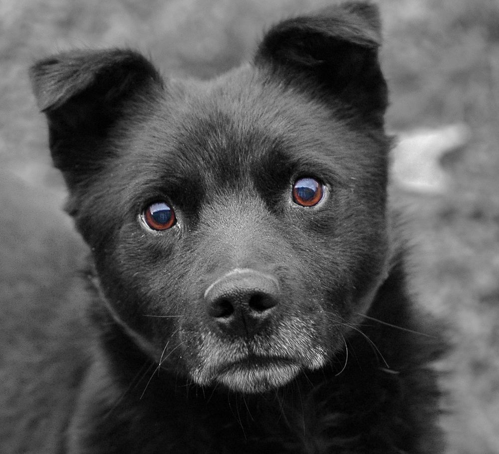 Eyes to eyes...   Глаза в глаза....