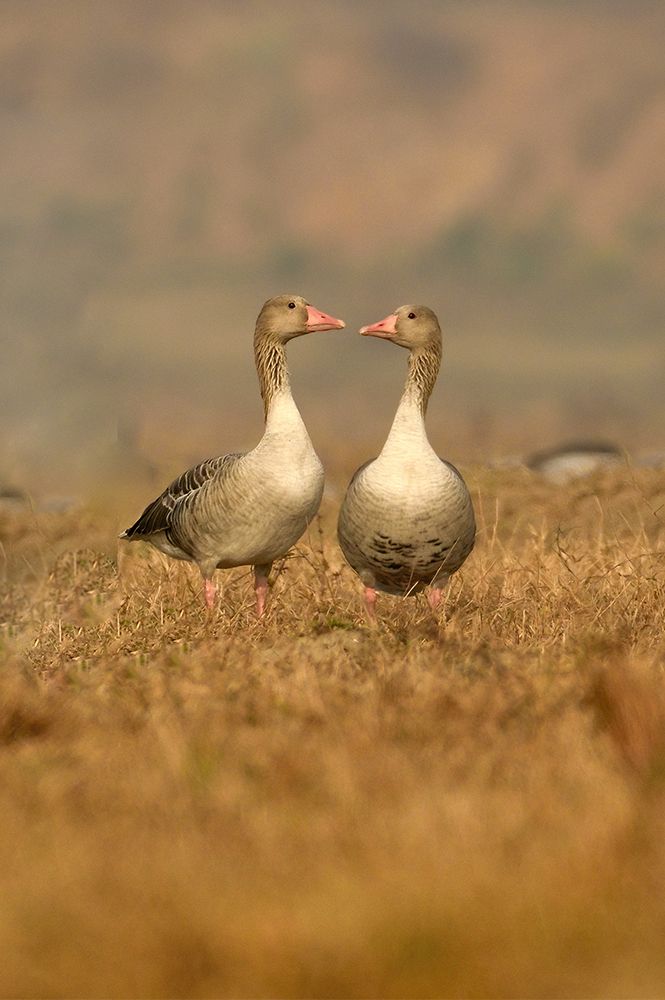 You may kiss the bride.