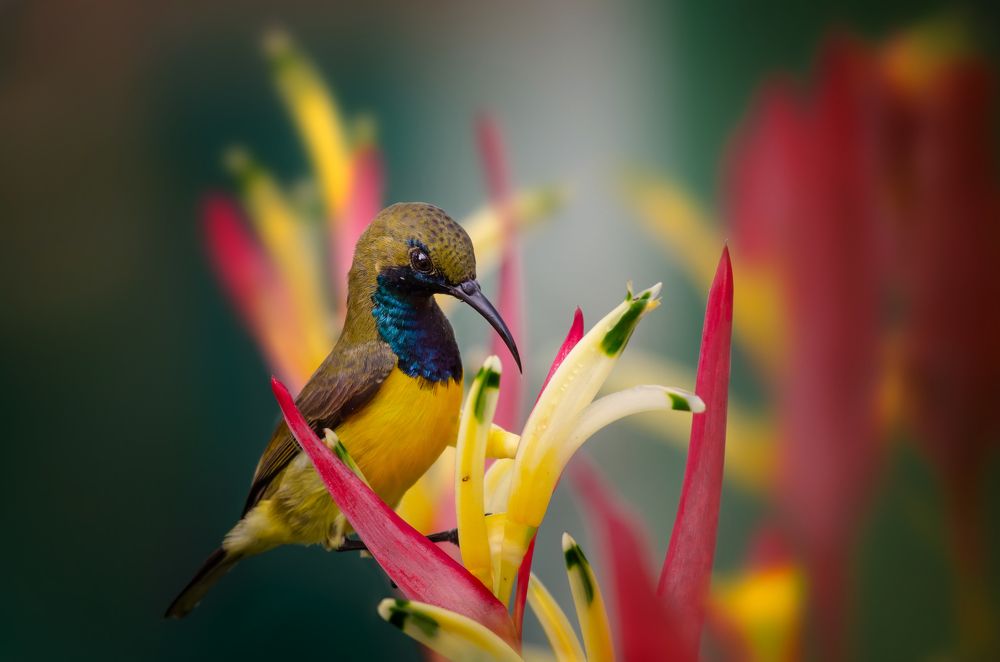 Male Olive-back Sunbird