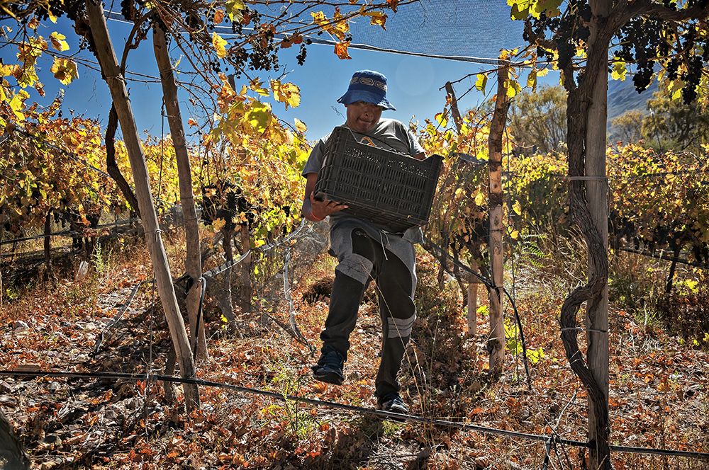 De la serie Vendimia