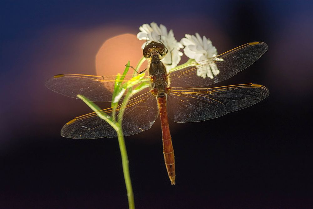Photograph by Tomas Ivašauskas