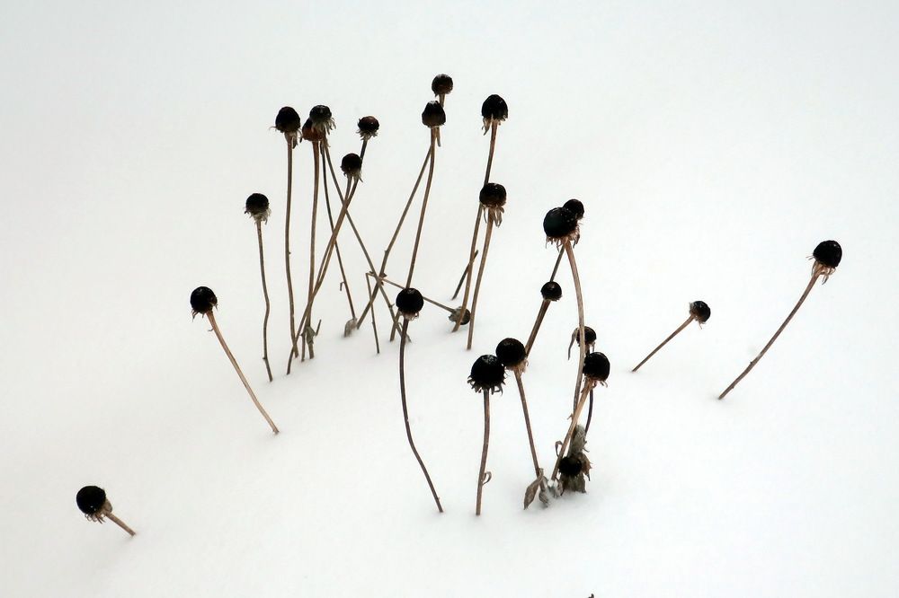 Photograph by Анатолий Плужников