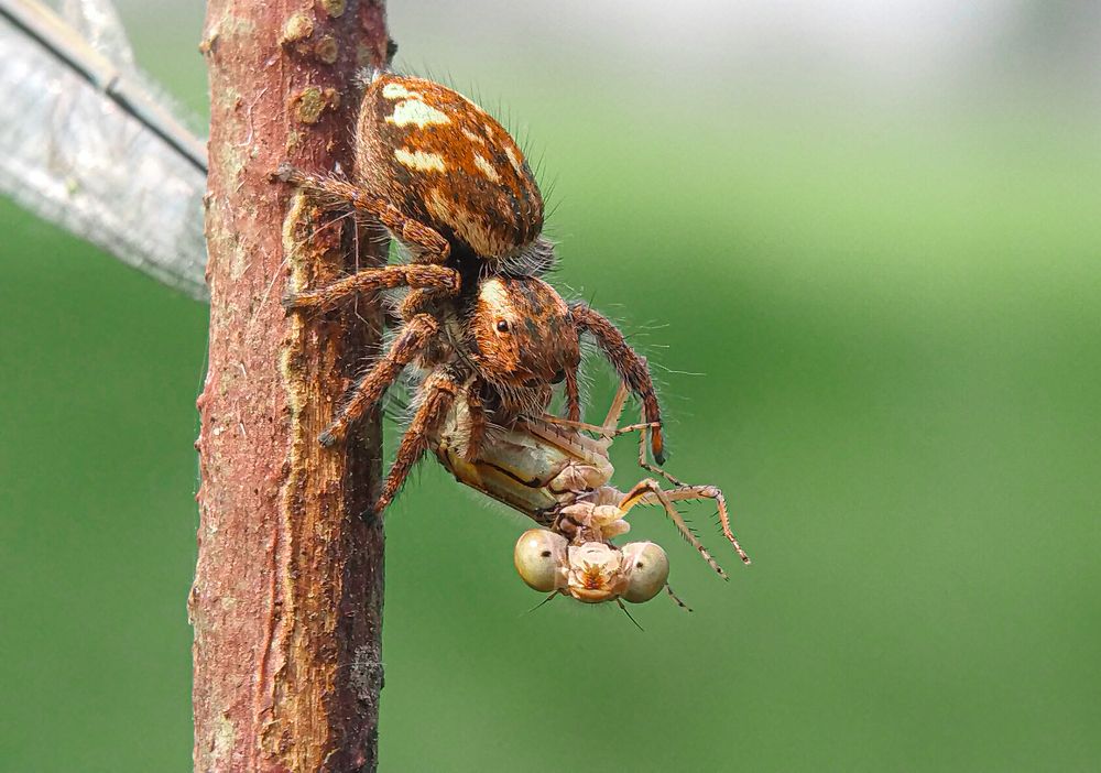 Photograph by Mamun S.M.