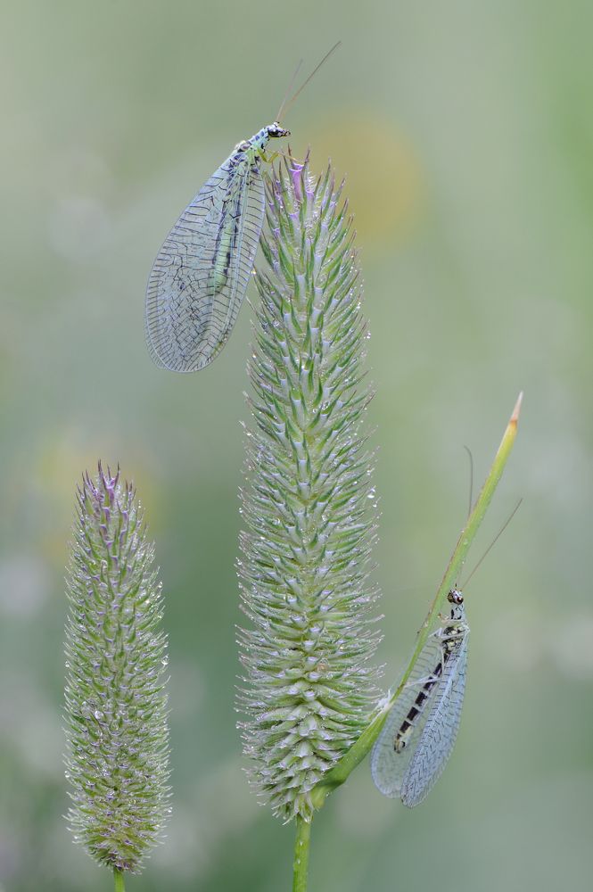 Златоглазки.