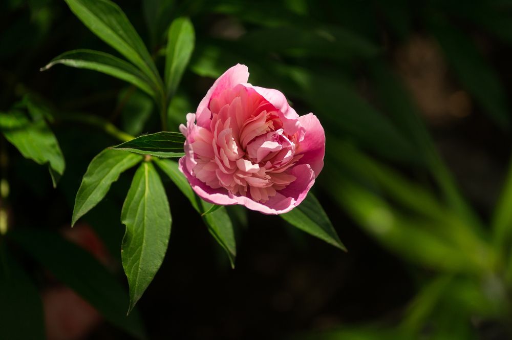 Photograph by Наталья