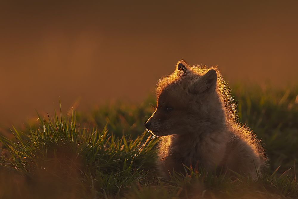 Photograph by Wieńczysław Rak