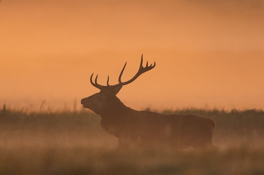 Photograph by Wieńczysław Rak