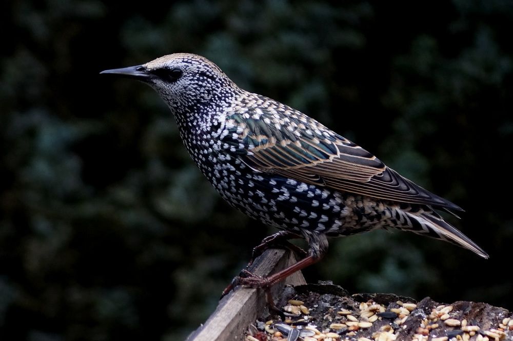 Photograph by Csótai Katalin