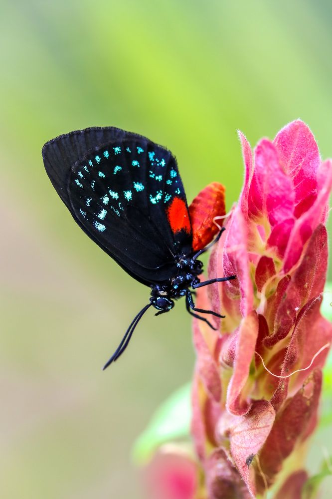 Atala butterfly and shrimp plant
