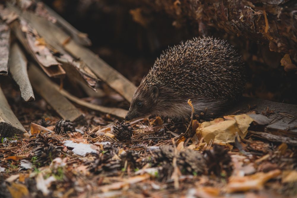 Photograph by Денис Кошкин