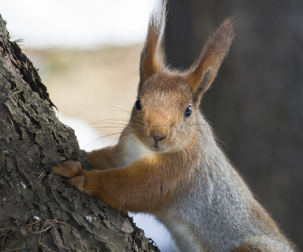 Photograph by Елена Хоменко