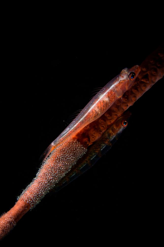 Photograph by Denis Timchenko