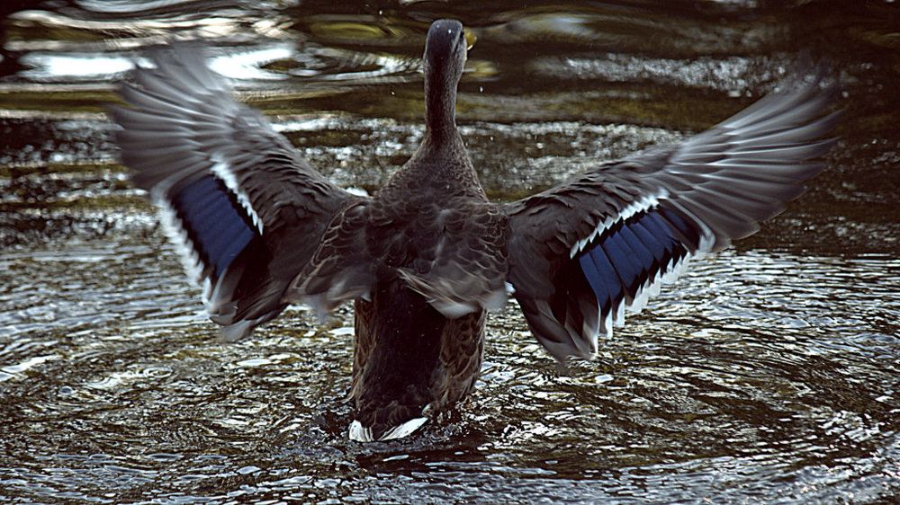 Красивый размах :)