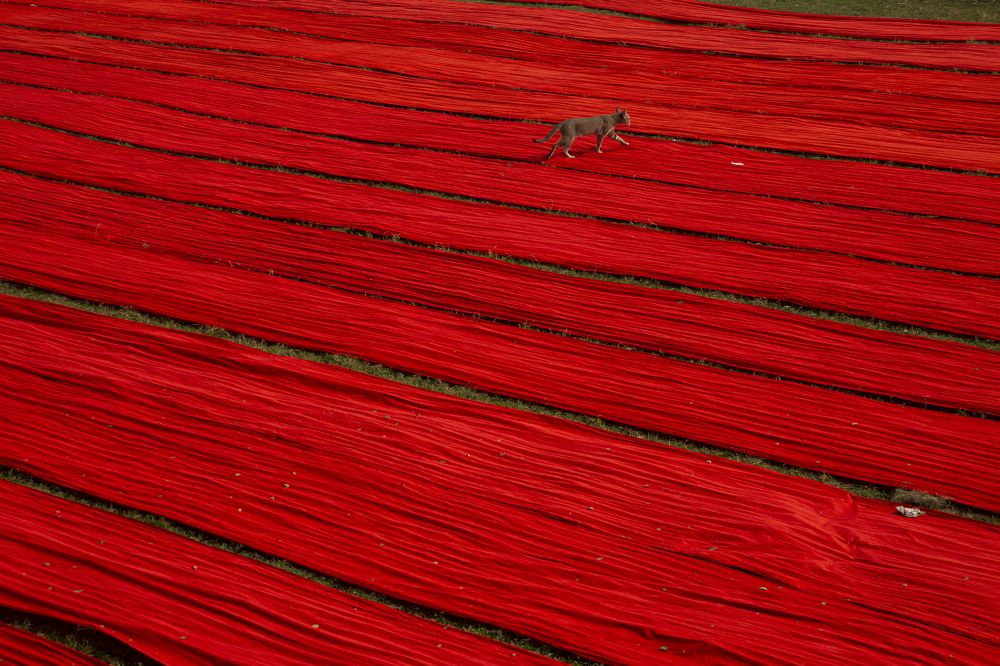 Photograph by Noushad Rakib