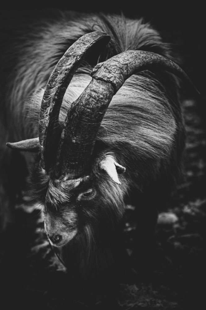 Goat & Horns 1
