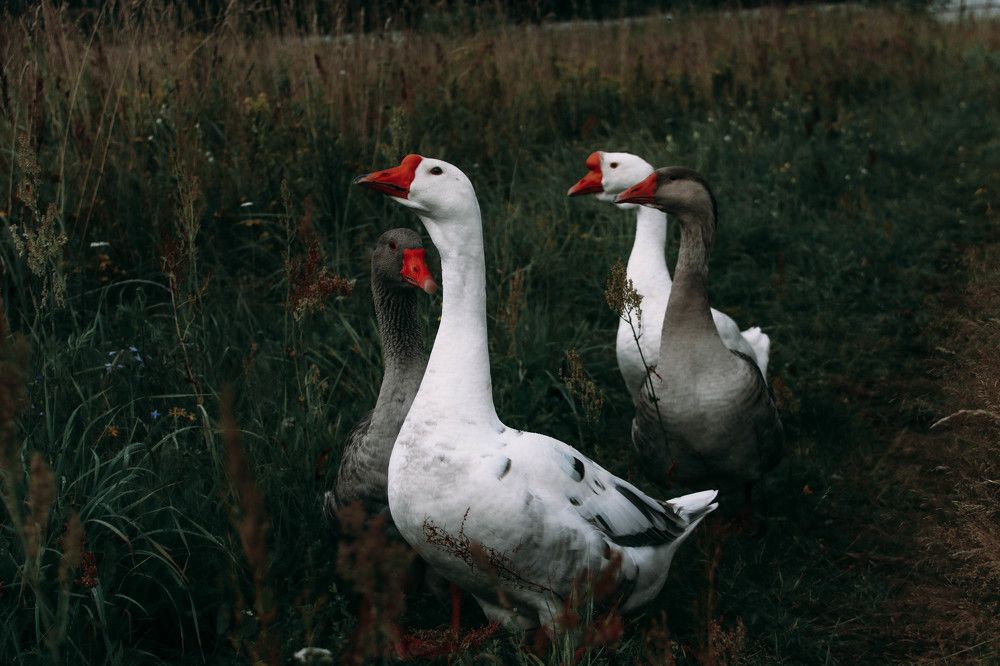 Photograph by Владимир Тур