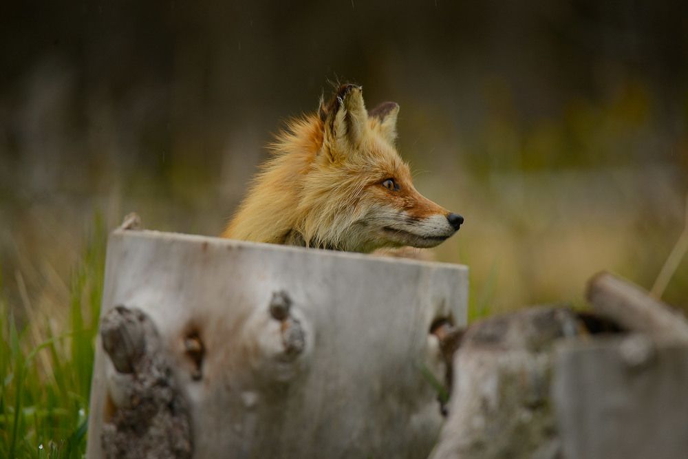 Photograph by Татьяна