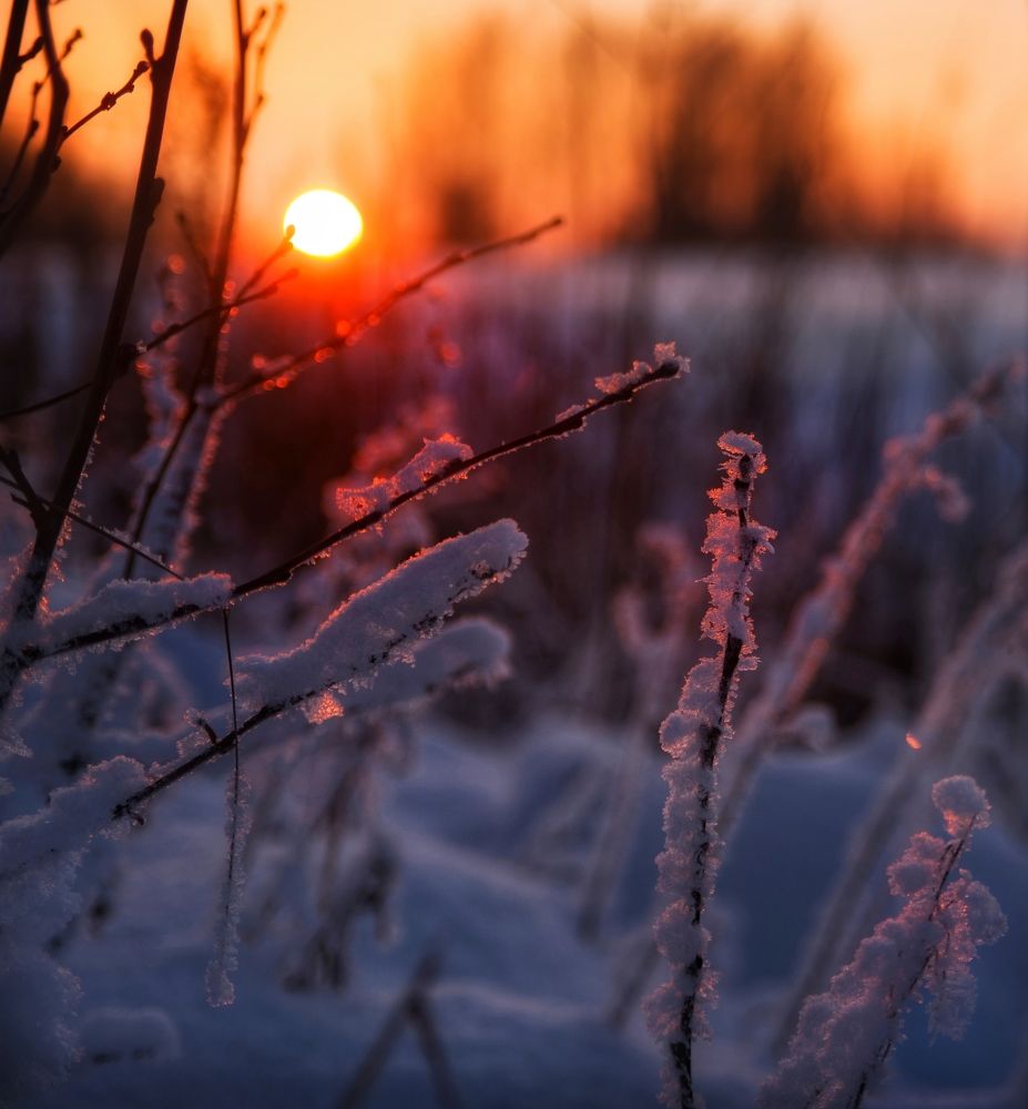 Красный карлик