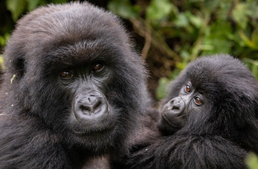 Family of mountain gorillas of Virunga, DR Congo