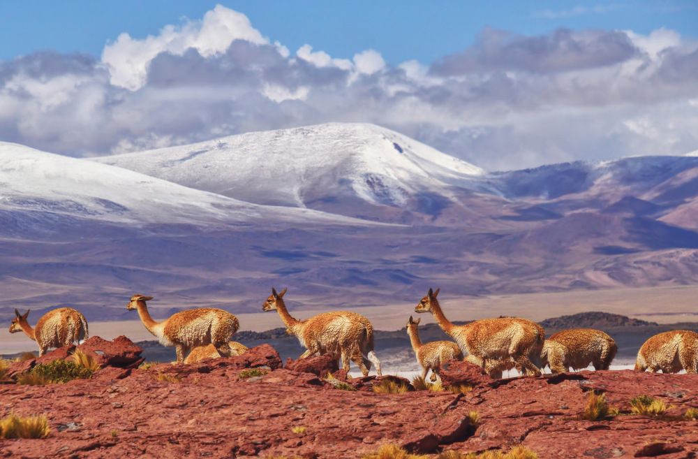 Vicuñas