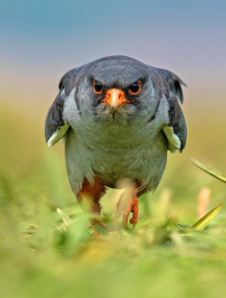 Amur Falcon Face-off