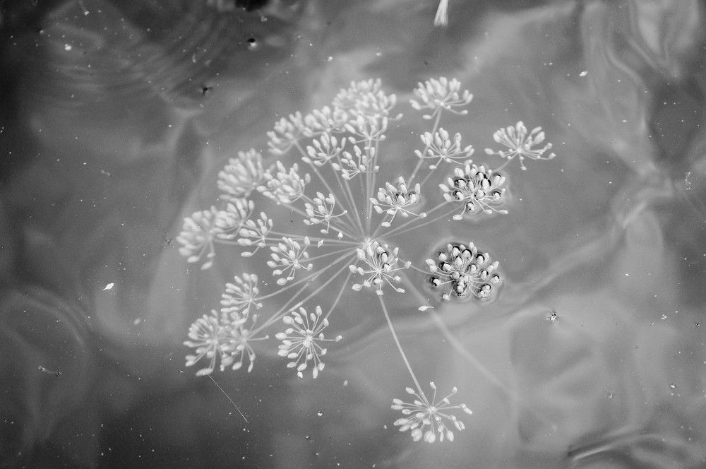 Photograph by Босак Ирина