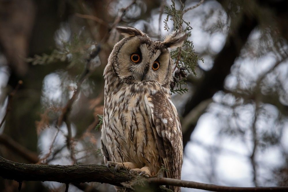 Портрет ушастой совы