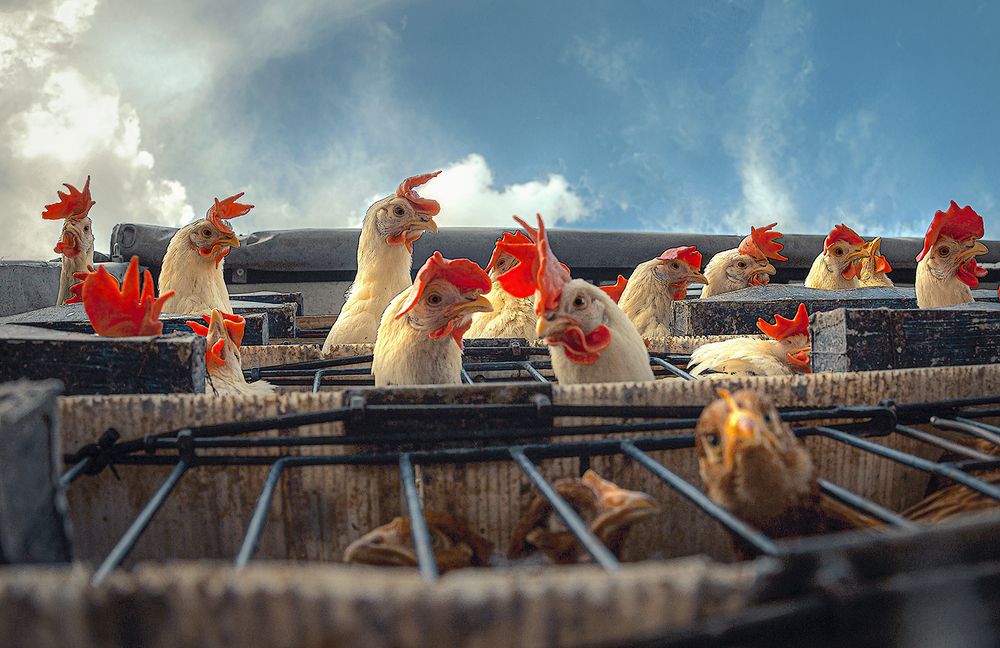 Photograph by Ramazan Yıldırım