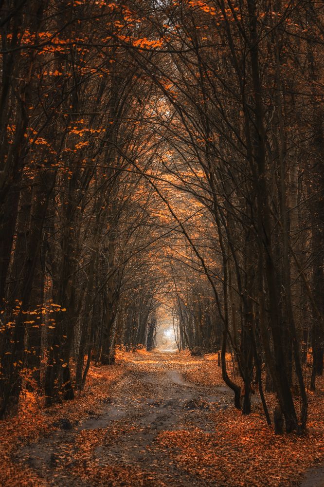 Autumm fairy tale