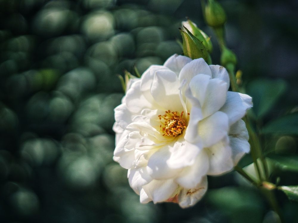 Photograph by Игорь Маслов