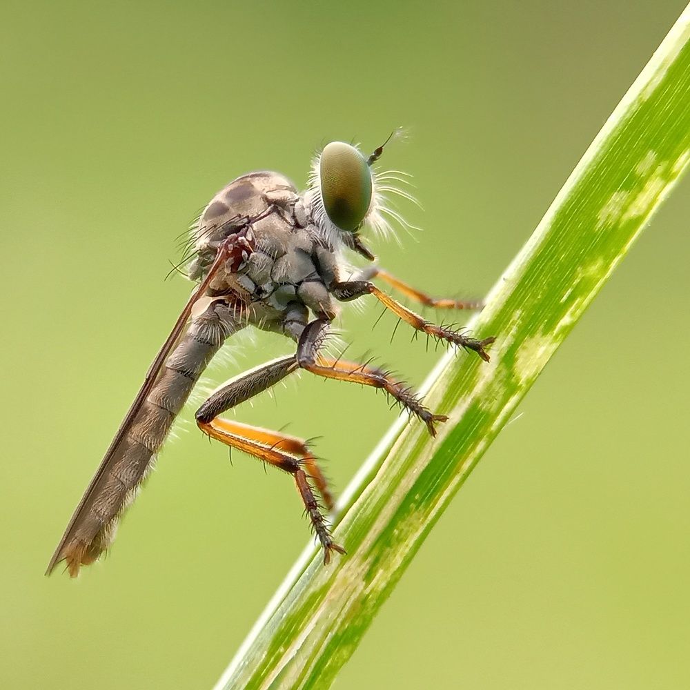 Asilidae
