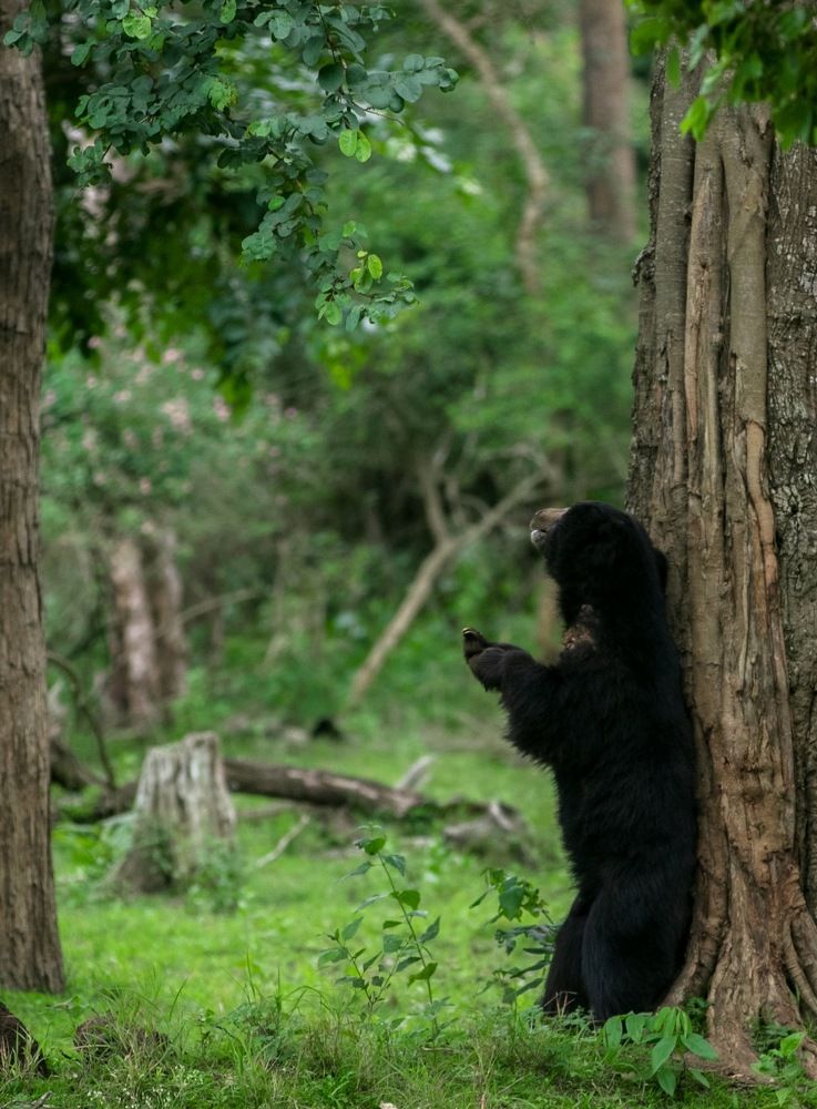 Sloth bear