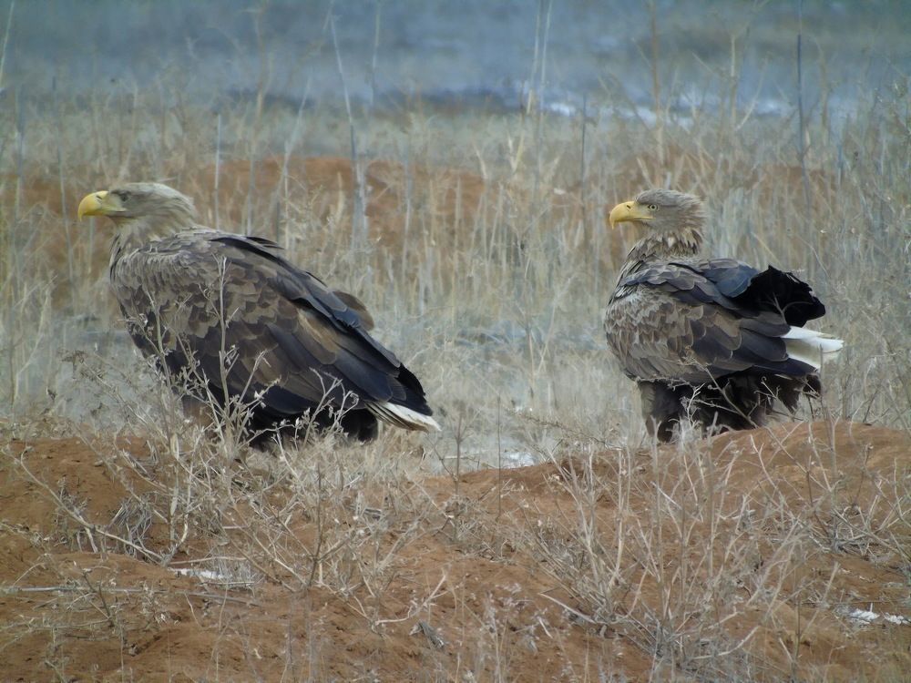 Орланы-белохвосты