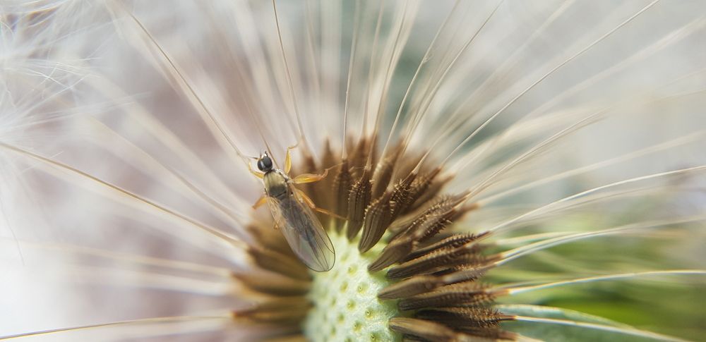 Пушистое укрытие.