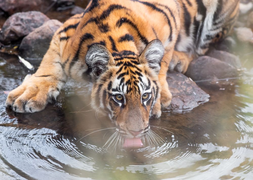 Photograph by PRASAD PATIL