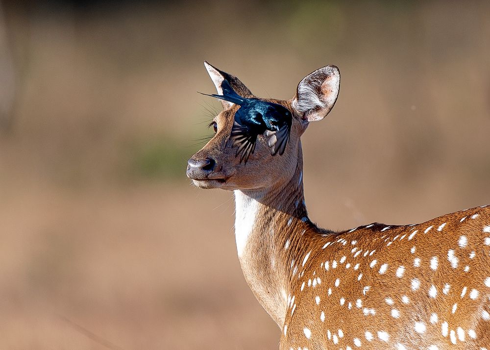 Even Animals love tattoo