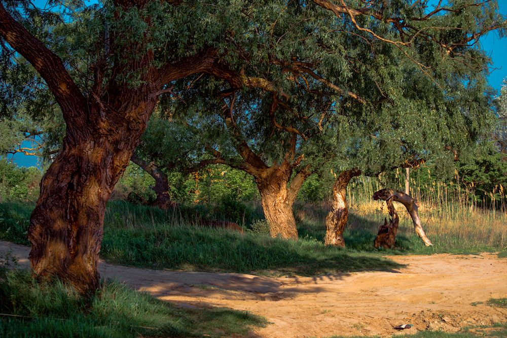 Photograph by Петр Шевелев