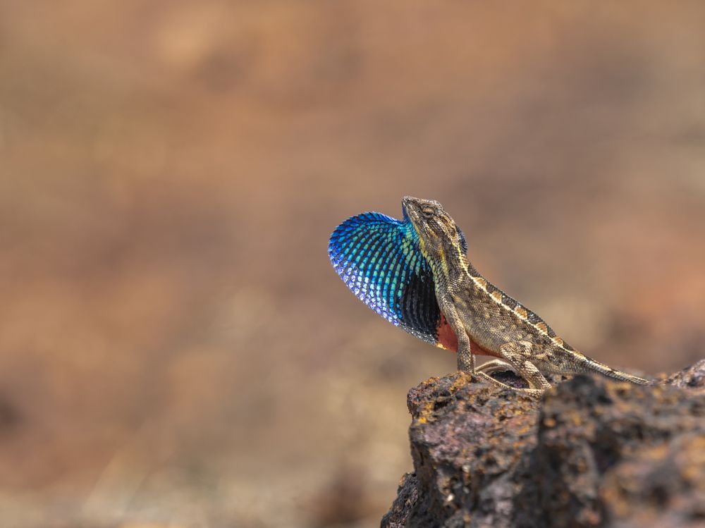 Fan Thraoted Lizards