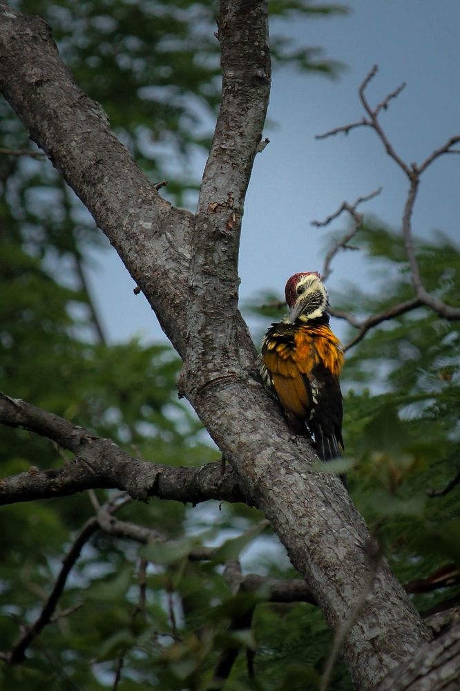 Photograph by joy mondal