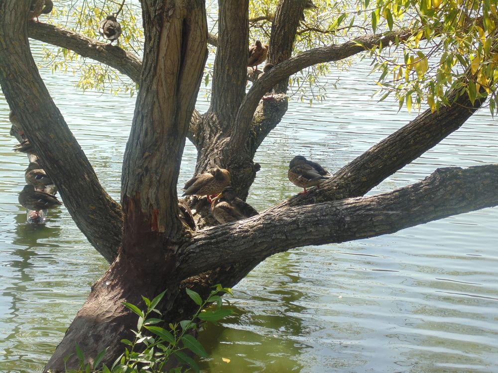 Птицы и деревья